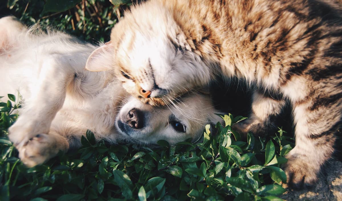 A cat and a dog curled up asleep together
