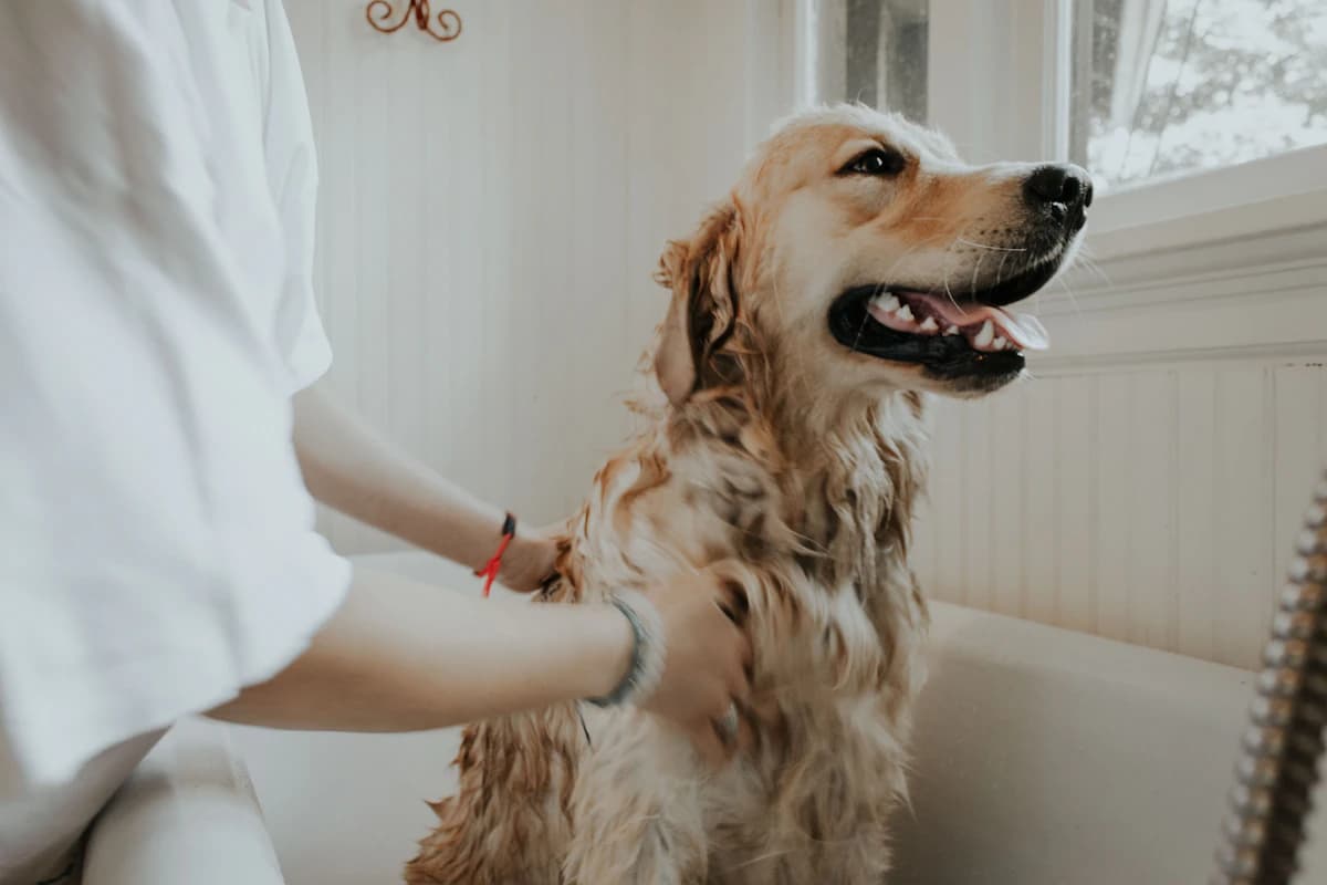 A groomer washing a golden retriever
