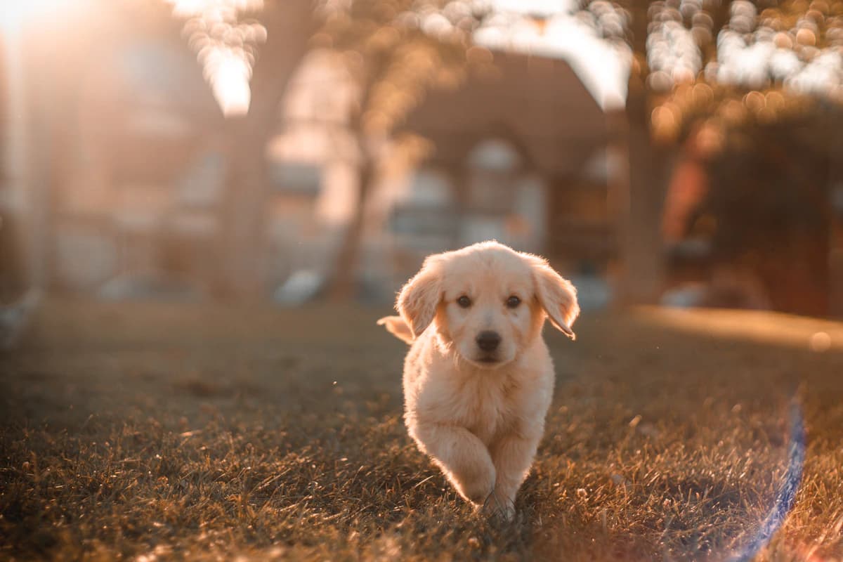 A golden retriever puppy running through grass