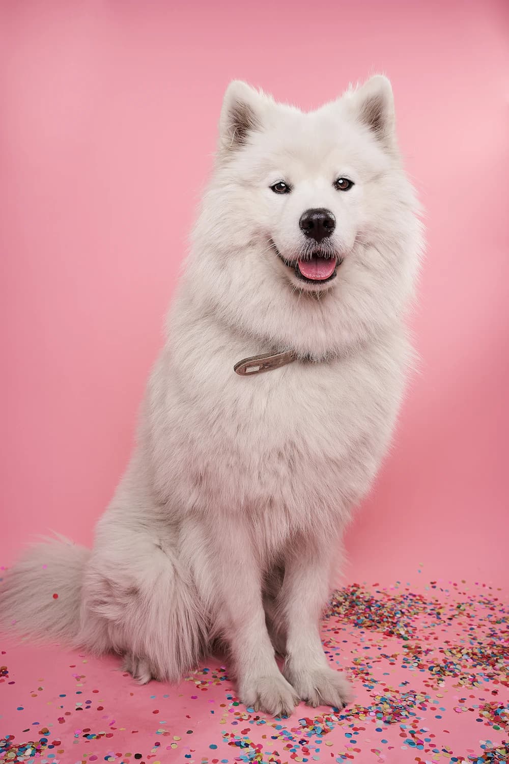 A samoyed sitting against a soft pink backdrop