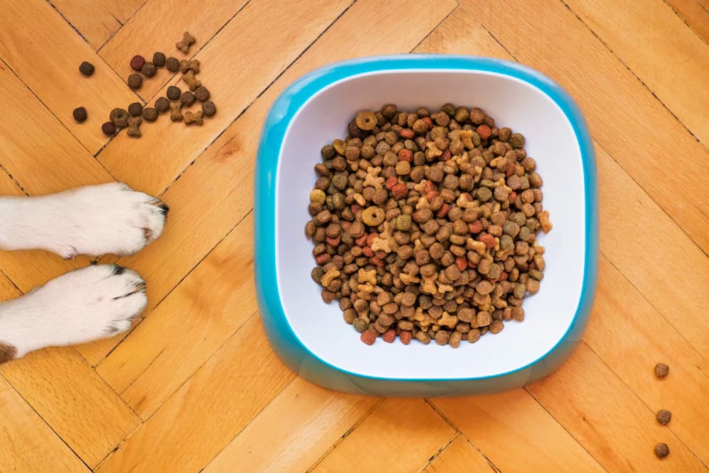 A bowl of dog food on a wooden floor