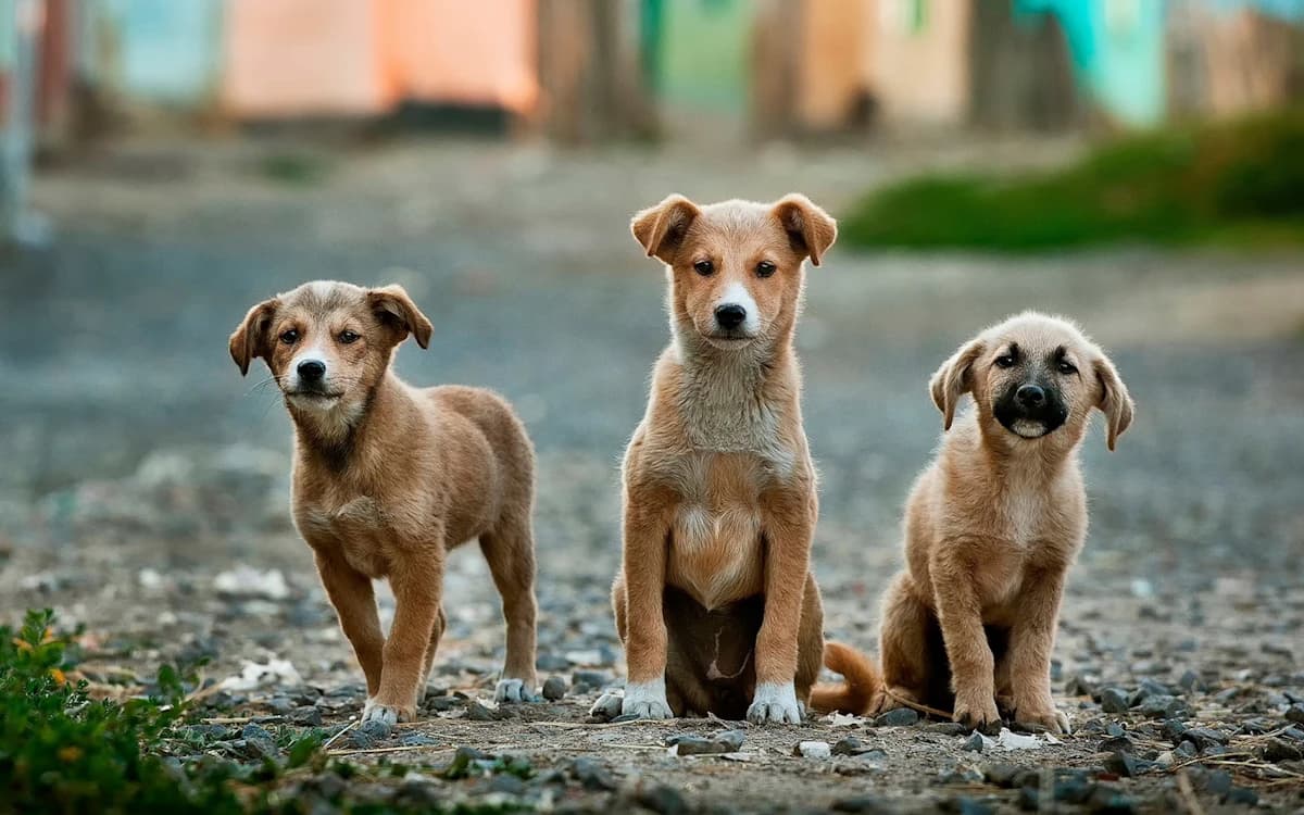 Three street puppies on a Dhaka lane
